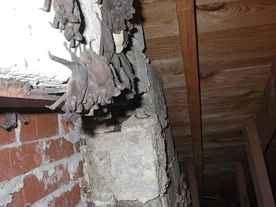 bat infestation in attic